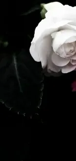 White rose on a dark background wallpaper.