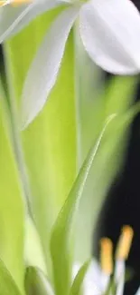 Close-up of a white flower and green leaves on a mobile wallpaper.