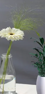 Minimalist wallpaper with white daisy and green foliage in vases.