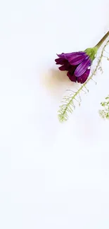 Purple flower on white minimalist background wallpaper.