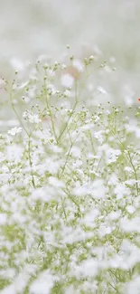 Minimalist wallpaper with white flowers and a red poppy.