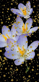 Lavender flowers with gold accents on black background.