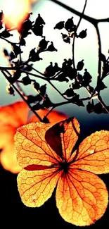 Elegant orange floral wallpaper with delicate backlighting.