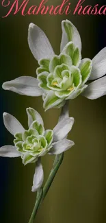 Elegant mobile wallpaper with white and green flowers on a dark background.