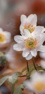 Elegant white flowers on a soft brown background.