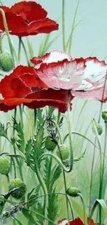 Wallpaper with red poppies and green leaves.