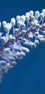 Elegant white flowers on a blue background mobile wallpaper.