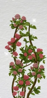 Elegant pink rose vine on a white background wallpaper.