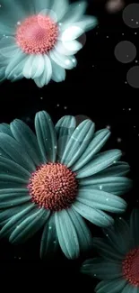 Teal daisies on a dark background, mobile wallpaper.