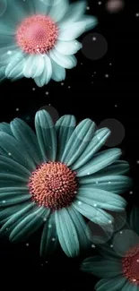 Elegant teal daisies on black background.