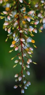 Delicate flowers hanging on a dark green background.