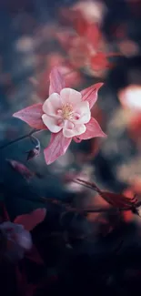 Close-up of pink and white flower with dark blurred background.