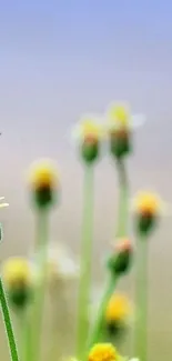 Delicate yellow flowers with blue gradient background for mobile wallpaper.