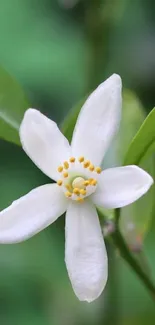 White flower with green leaves wallpaper.