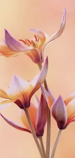 Elegant peach tulip-like flowers on a soft gradient background.