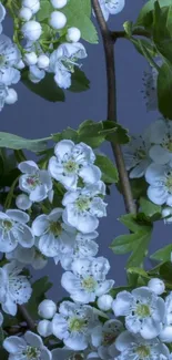 Elegant floral wallpaper with white flowers and green leaves on blue-gray background.