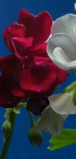 Red and white flowers with a blue background on mobile wallpaper.