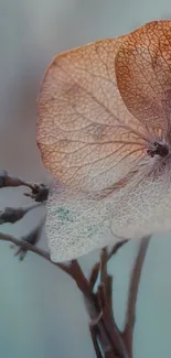 Elegant dried flower close-up on wallpaper.