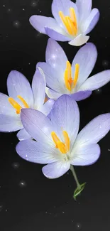 Purple flowers with yellow centers on dark background.