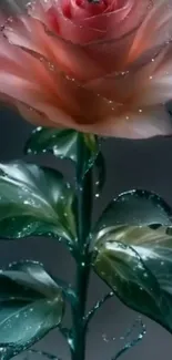 Elegant rose with dew drops on green leaves.