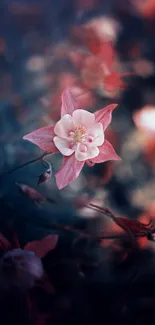 Delicate pink flower on dark blurred background wallpaper.