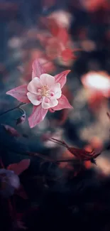 Delicate pink flower against a dreamy dark background.