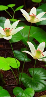 Elegant white flowers with green leaves, creating a serene nature wallpaper.