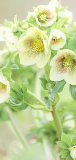 Creamy white flowers with green leaves in lush setting.