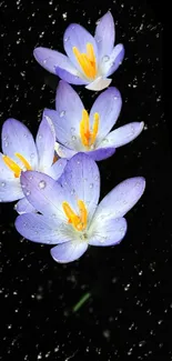 Purple flowers with raindrops against a starry black background.