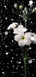 Elegant white flowers with snowflakes on a black background wallpaper.