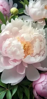 Mobile wallpaper featuring elegant peonies and lush green leaves.