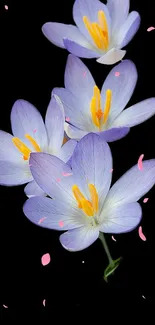 Elegant purple flowers with yellow centers on black background.