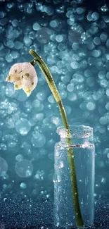 Elegant white flower in glass vase on aqua bokeh background.