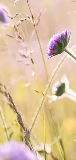 Elegant purple wildflowers in soft sunlight.