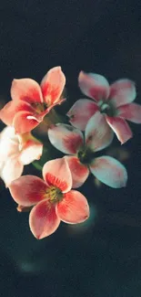 Delicate pink flowers with dark background wallpaper.