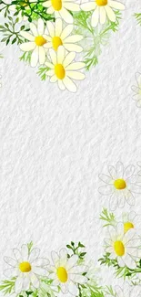 Mobile wallpaper featuring daisies and greenery on a white textured background.