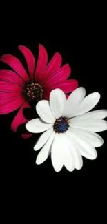 Elegant wallpaper featuring red and white daisies on a black background.