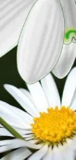 Close-up of white daisies with a vibrant yellow center and green accents.