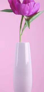 Pink flower in vase on soft pink background wallpaper.