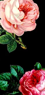 Elegant roses on a black background wallpaper.