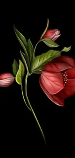 Elegant red flowers on a black wallpaper background.