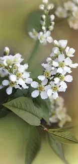 Elegant floral phone wallpaper featuring white blossoms and green leaves.