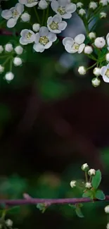 White blossoms on a green background, elegant floral design.