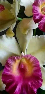 Pink and white orchid floral wallpaper for phones.