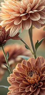 Elegant floral wallpaper with chrysanthemums in peach tones.