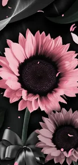 Stylish pink sunflowers on a dark background with a sleek ribbon accent.