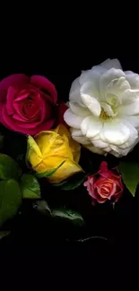 Colorful roses on dark background wallpaper.