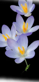 Elegant purple crocus flowers on a black background for phone wallpaper.