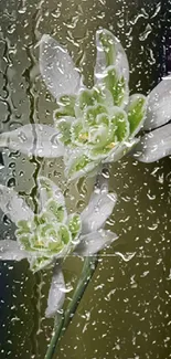 Elegant white and green flowers with raindrop details on a dark background.