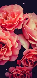 Elegant pink roses on a dark background with scattered petals.